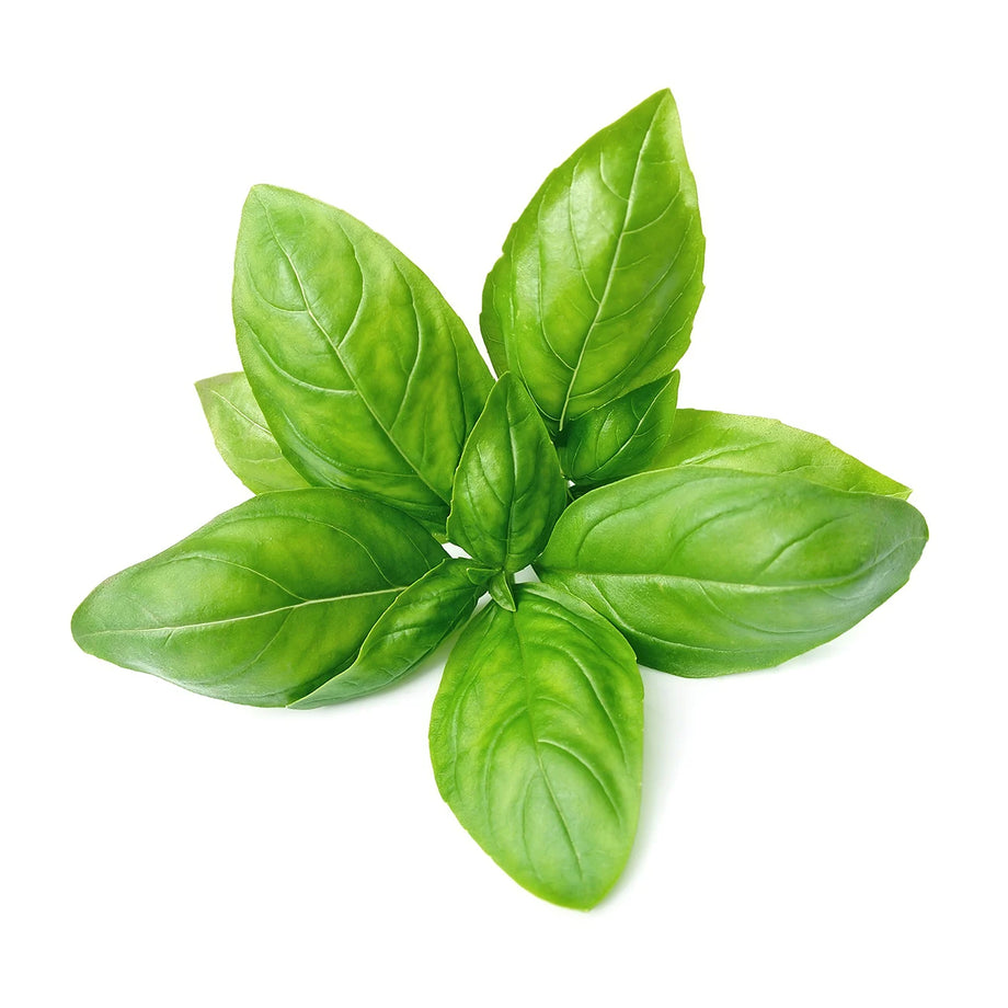 Fresh Italian Basil